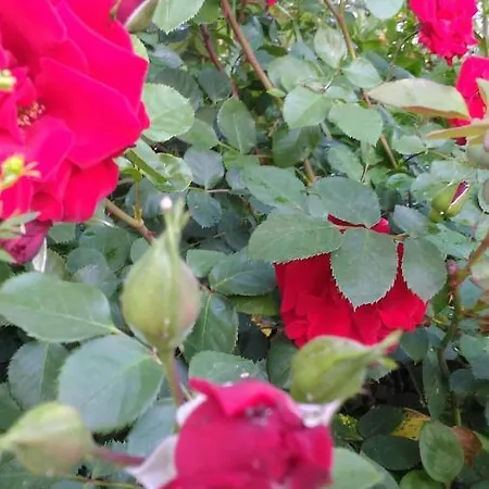 度假居 Visitar Ii - Casa Tradicional Familiar