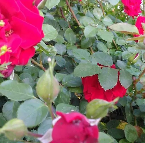 Casa de Férias Visitar Ii - Casa Tradicional Familiar